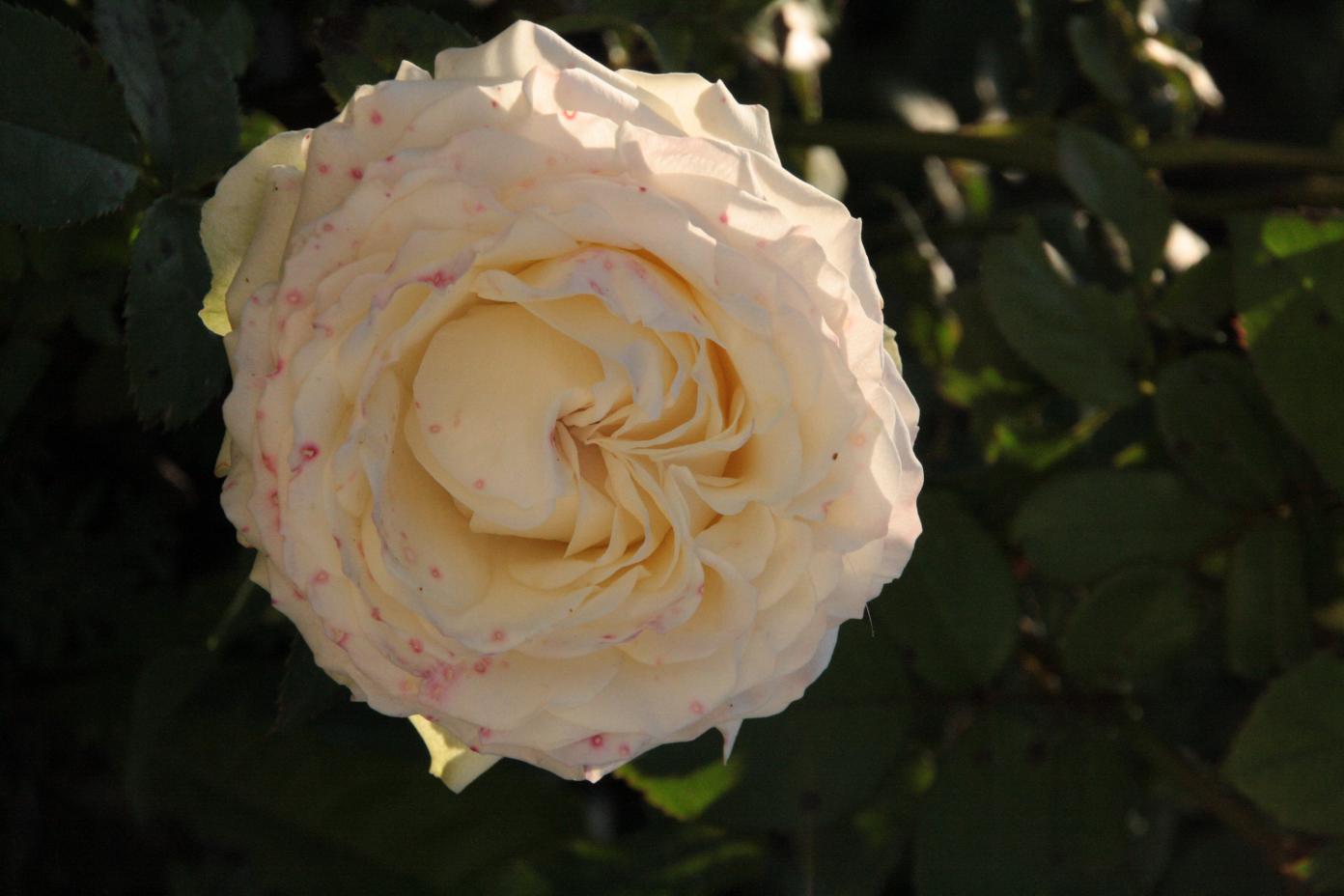 attachment.php?attachmentid=1221&stc=1&d=1343328375