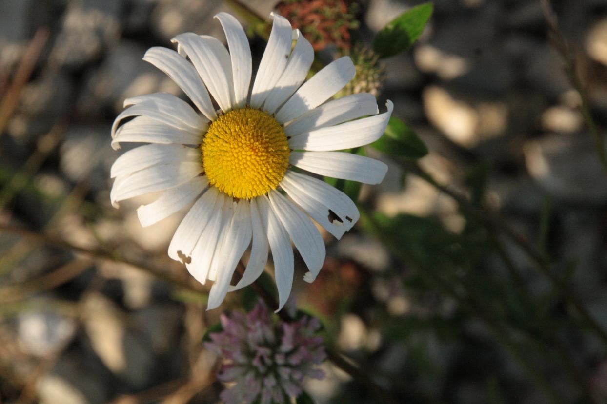 attachment.php?attachmentid=1224&stc=1&d=1343328579