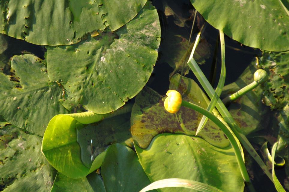 attachment.php?attachmentid=1226&stc=1&d=1343328939