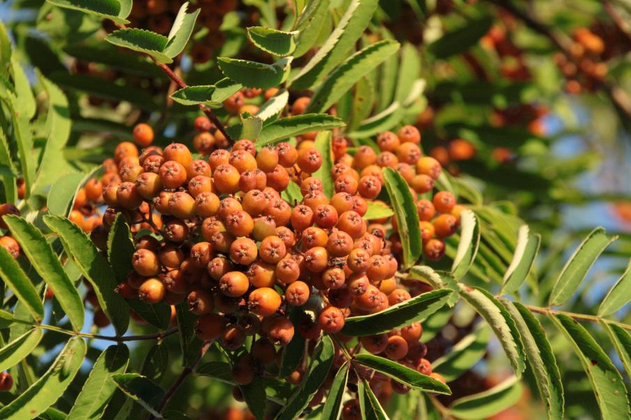 attachment.php?attachmentid=1228&stc=1&d=1343329098