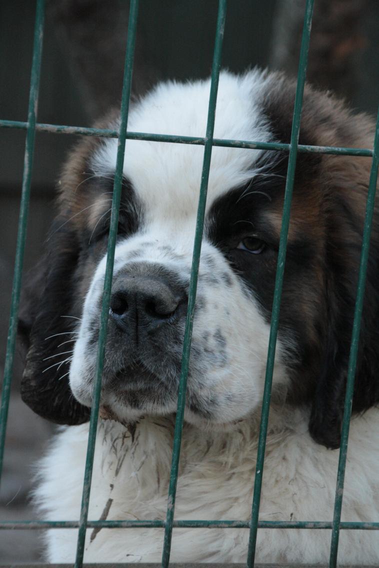 attachment.php?attachmentid=1229&stc=1&d=1343329202