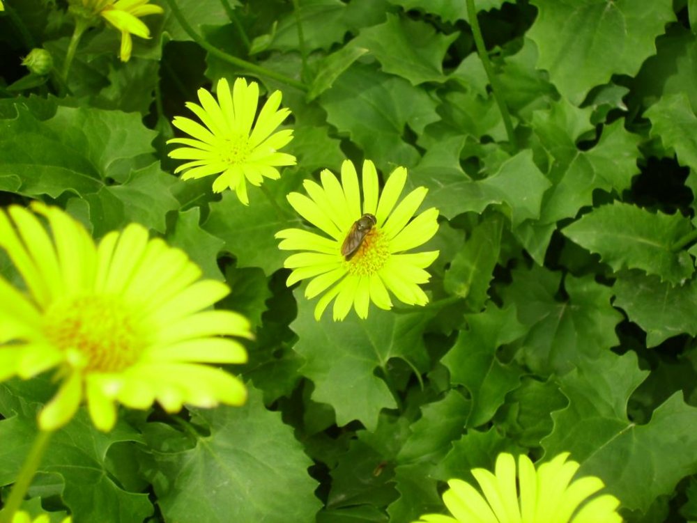 Mesilane &#245;iel!.jpg